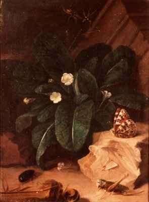 Still Life with Primroses and Insects by Baroque