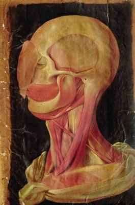 Anatomical drawing of the human head by Baroque