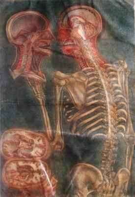 The Brain and the Spinal Chord by Baroque