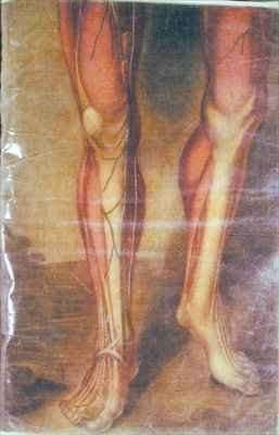 Musculature of the legs by Baroque