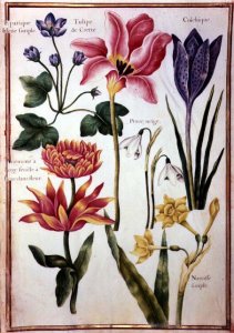 A Cockerel and a Mallard