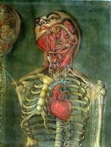Internal organs of the body