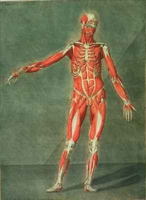 Superficial Muscular System of the Front of the Body