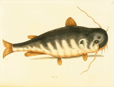 Catfish