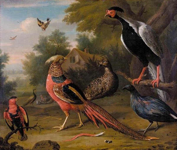 Exotic Pheasants and Other Birds 1740
