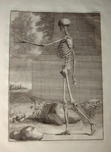 Albinus I, Tab. III: Skeleton, illustration from 'Tabulae sceleti et musculorum corporis humani', by Bernhard Siegfried Albinus (1697-1770), published by J.&H. Verbeek, bibliop., Leiden, 1747