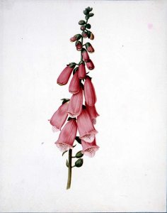 Foxglove (Digitalis purpura)